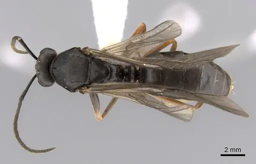 Formica retecta - JTLC000010210