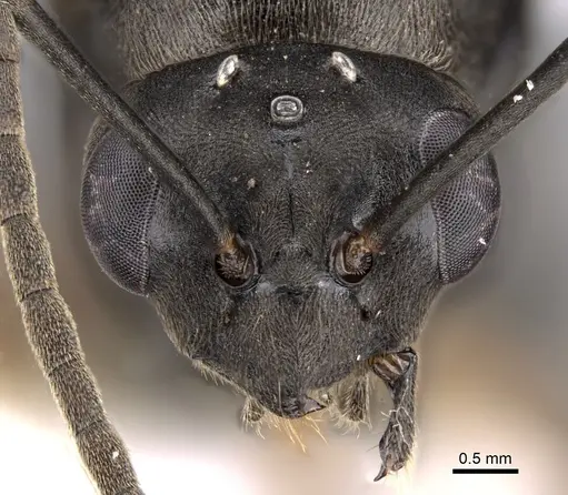 Formica retecta - JTLC000010210