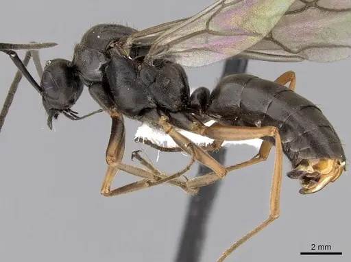 Formica retecta - JTLC000010210