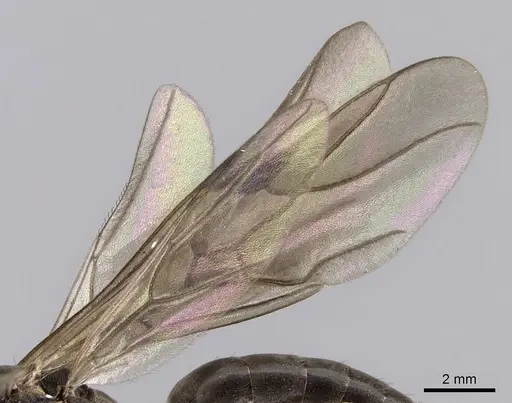 Formica retecta - JTLC000010210