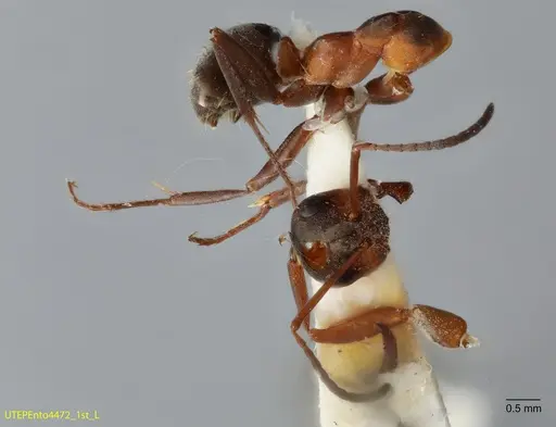 Formica retecta - UTEPENTO4472-01