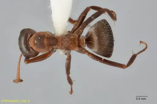 Formica retecta - UTEPENTO4472-02