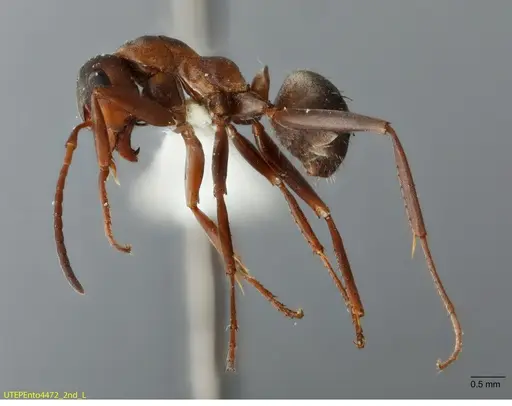 Formica retecta - UTEPENTO4472-02