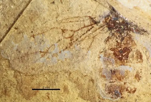Formica robusta specimen
