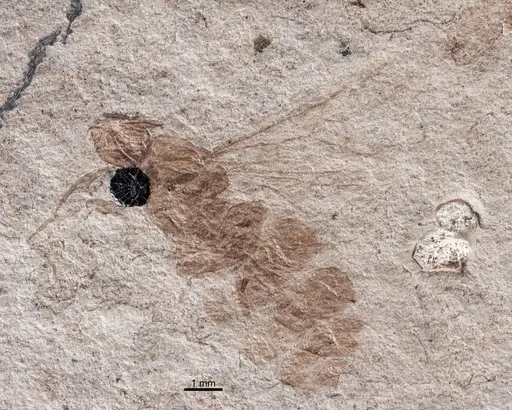 Formica robusta - UCM17012