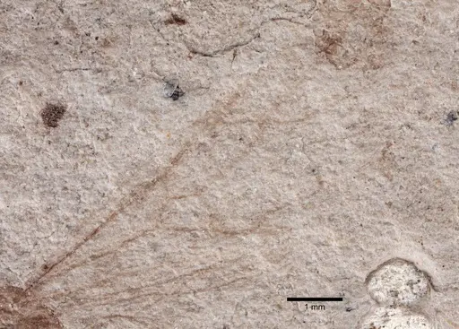 Formica robusta - UCM17012