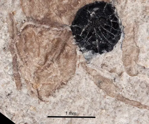 Formica robusta - UCM17012