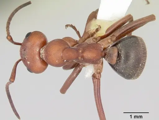 Formica rubicunda specimen
