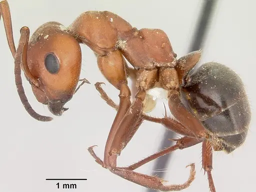 Formica rubicunda specimen