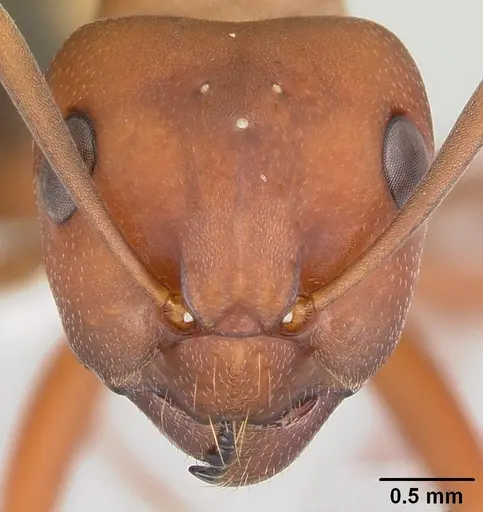 Formica rubicunda - CASENT0104884