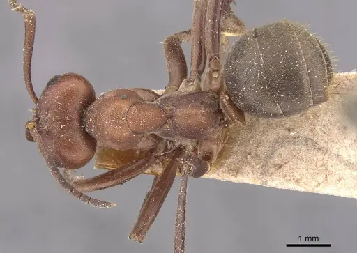 Formica rubicunda - CASENT0905693