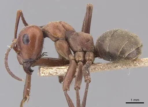 Formica rubicunda - CASENT0905693