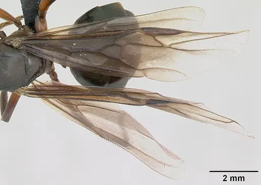 Formica rufa - CASENT0173133