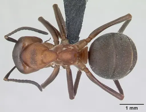 Formica rufa - CASENT0173862