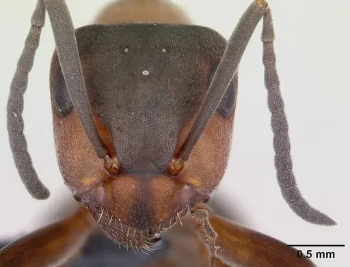 Formica rufa - CASENT0173862