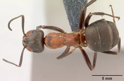 Formica rufa - CASENT0179909