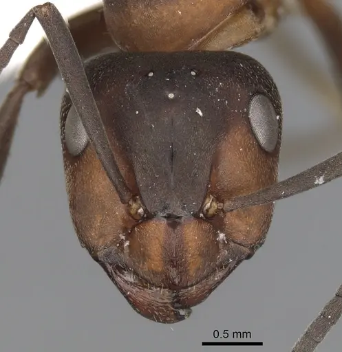 Formica rufa - CASENT0280410