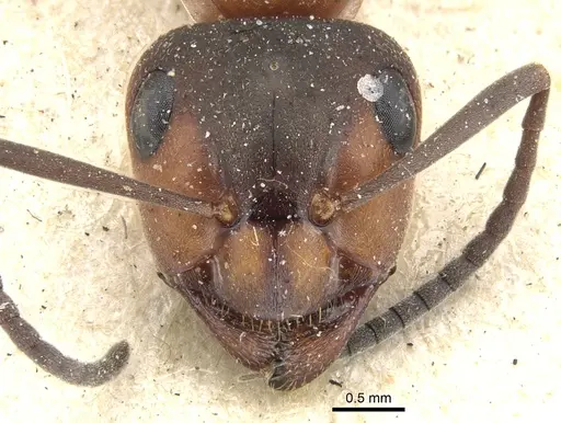 Formica rufa - CASENT0903276