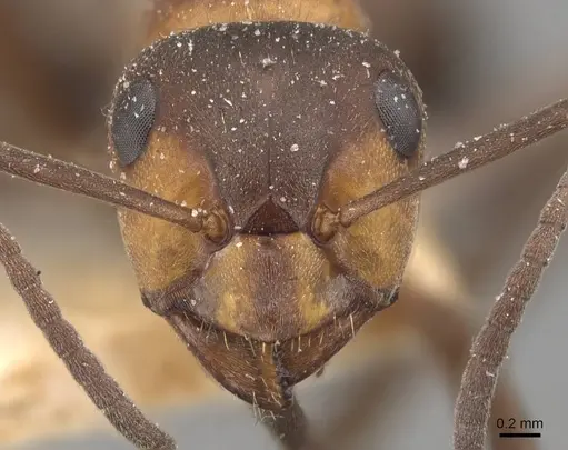 Formica rufa - CASENT0907599