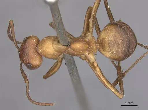 Formica rufa - CASENT0911080