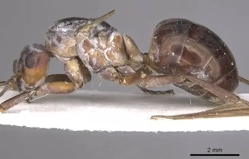 Formica rufa - CASENT0911085