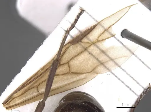 Formica rufa - CASENT0911085