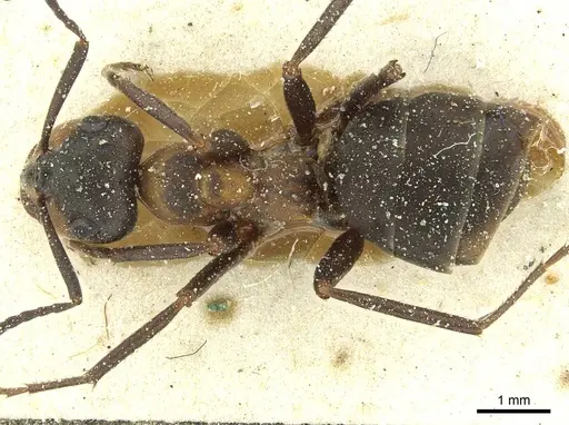 Formica rufa - CASENT0912252