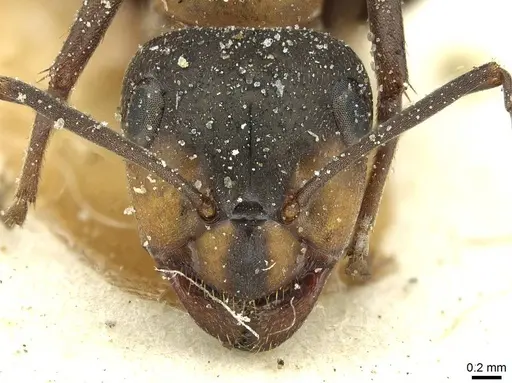 Formica rufa - CASENT0912252