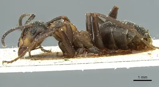 Formica rufa - CASENT0912252