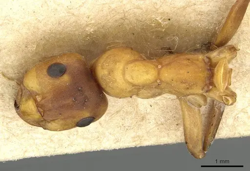 Formica rufa - CASENT0915378