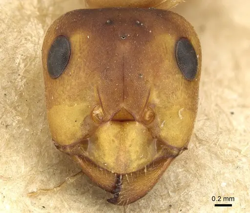 Formica rufa - CASENT0915378