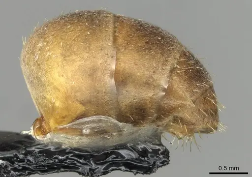 Formica rufa - CASENT0915378