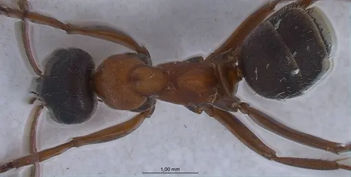 Formica rufibarbis specimen