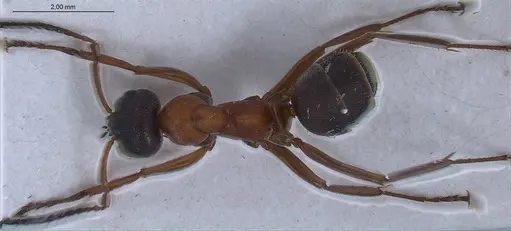 Formica rufibarbis specimen