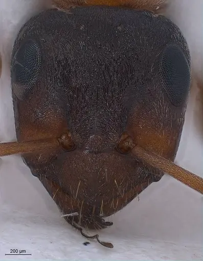 Formica rufibarbis specimen