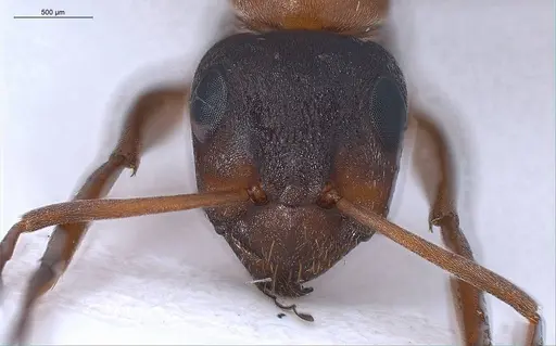 Formica rufibarbis - ANTWEB1008421