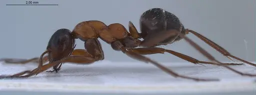 Formica rufibarbis - ANTWEB1008421
