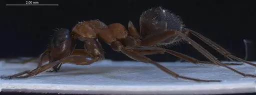 Formica rufibarbis - ANTWEB1008421