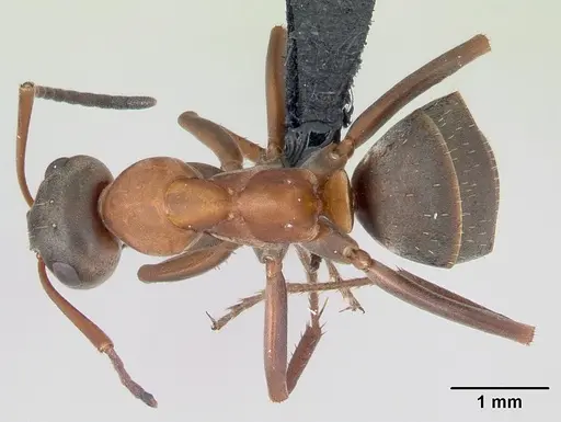 Formica rufibarbis - CASENT0173858