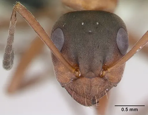 Formica rufibarbis - CASENT0173858
