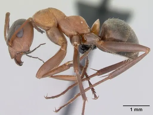 Formica rufibarbis - CASENT0173858