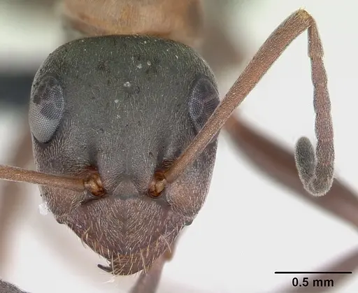 Formica rufibarbis - CASENT0173870