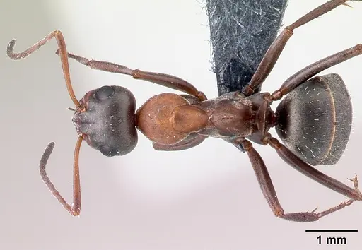 Formica rufibarbis - CASENT0179942