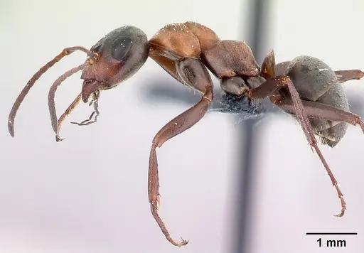 Formica rufibarbis - CASENT0179942