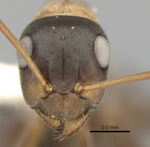 Formica rufibarbis - CASENT0280392