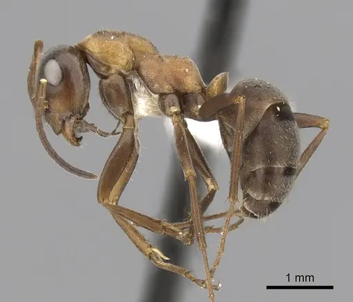 Formica rufibarbis - CASENT0280392