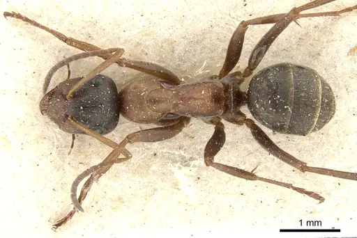 Formica rufibarbis - CASENT0903271