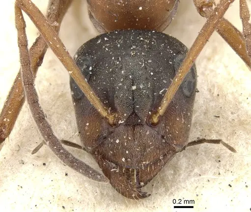 Formica rufibarbis - CASENT0903271