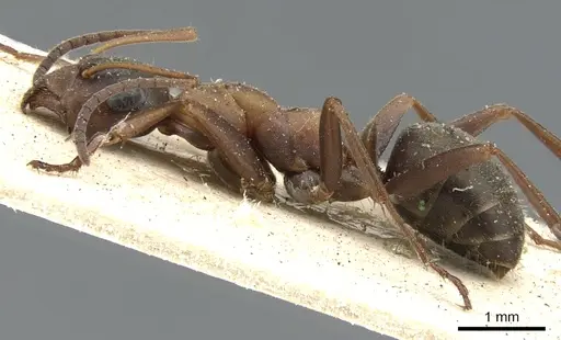 Formica rufibarbis - CASENT0903271