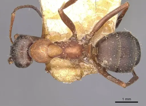 Formica rufibarbis - CASENT0911067